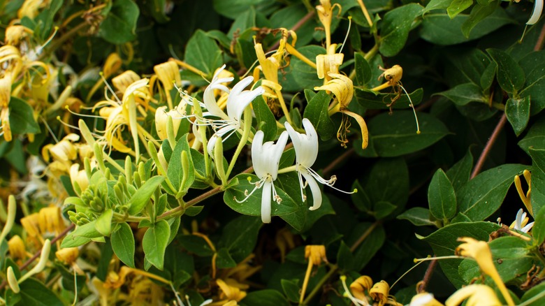 Japanese honeysuckle plant