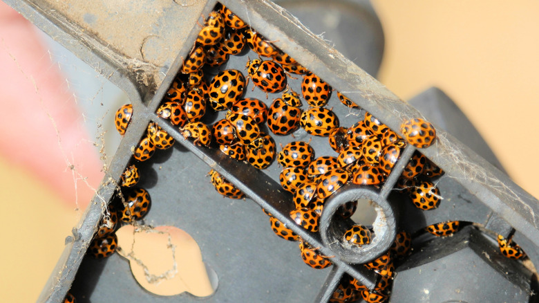 Ladybugs found in light fitting