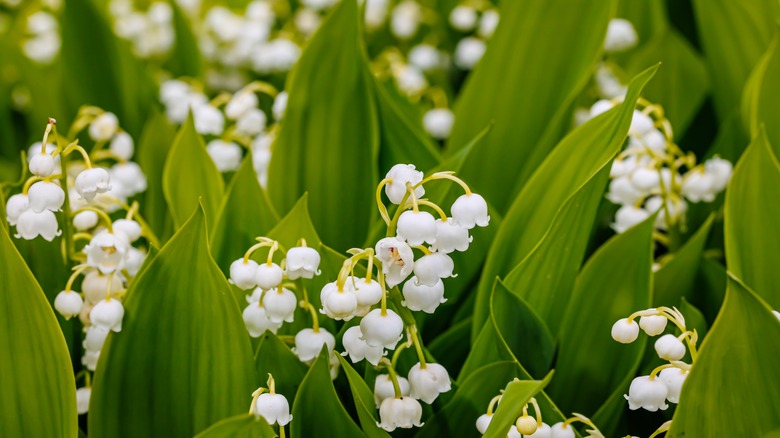 Lily of the valley plants