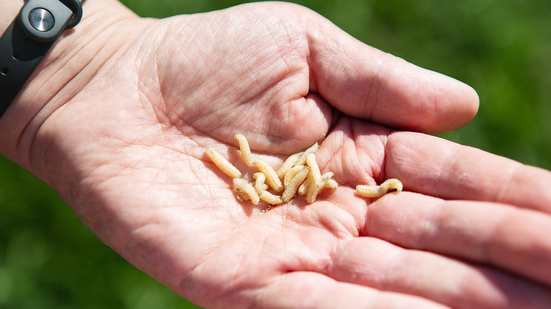 Man holding handful of maggots