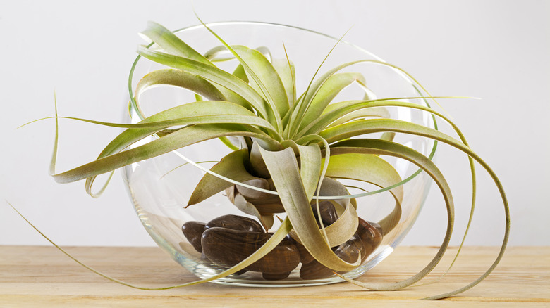 air plant in glass dish