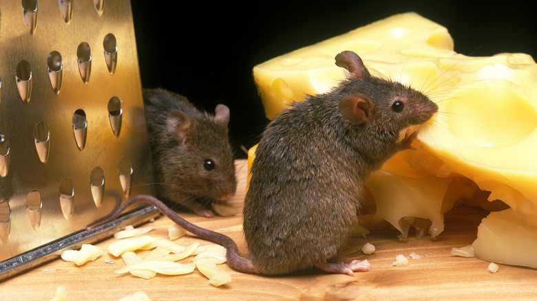 Two mice eating cheese