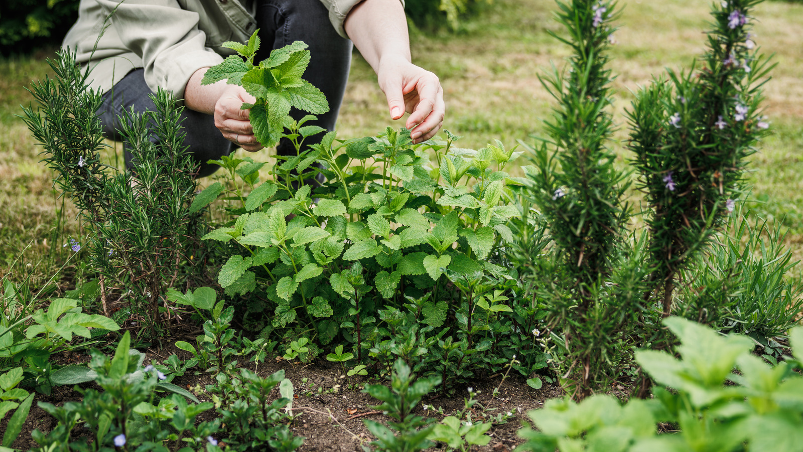 How To Get Rid Of Mint If It's Taking Over Your Garden