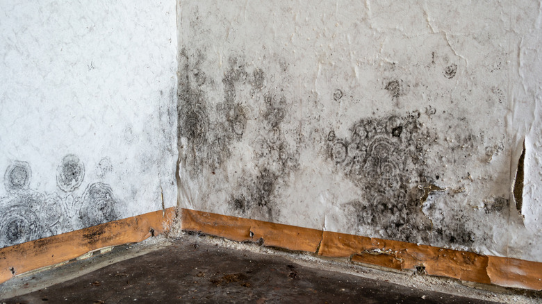 Mold damage on white walls