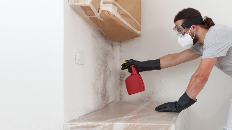 Person spraying a moldy wall with a red spray bottle