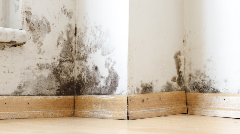 mold on walls