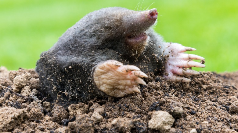 Mole making hill in a garden