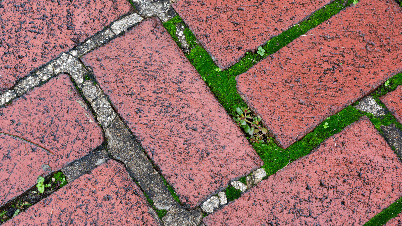 How To Get Rid Of Moss Growing On Pavers (& Prevent It From Coming Back)