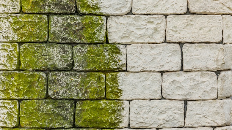 mossy growth on stone wall