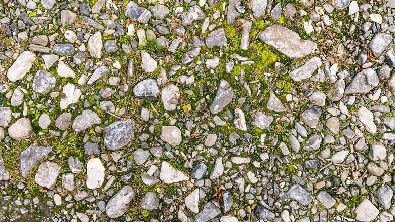 Moss growing on gravel surface
