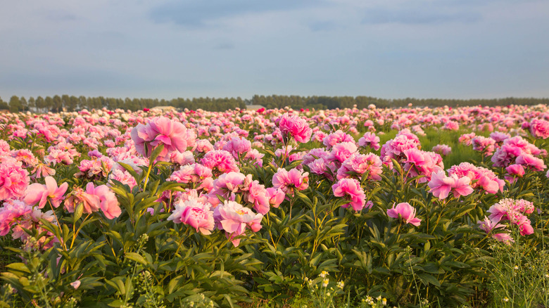 Field of pink peonies