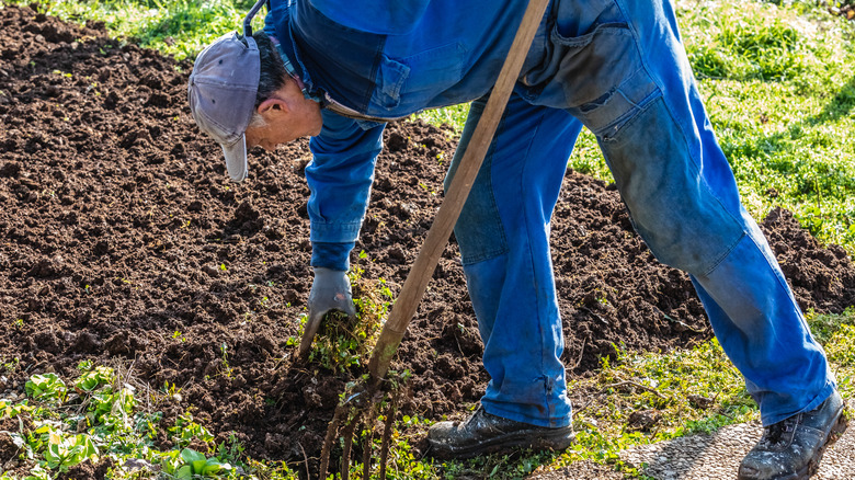 man digging garden