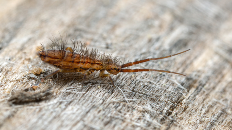 springtail on wood 