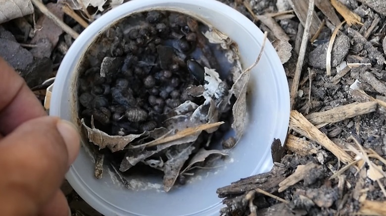 Trapped bill pugs in a white container placed in garden soil