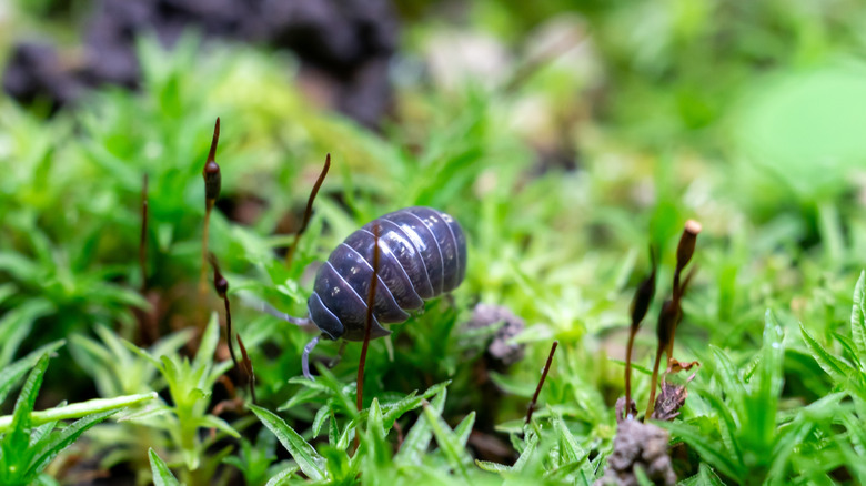 A pill bug crawling on green grass