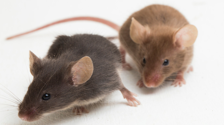 Two rats on white background