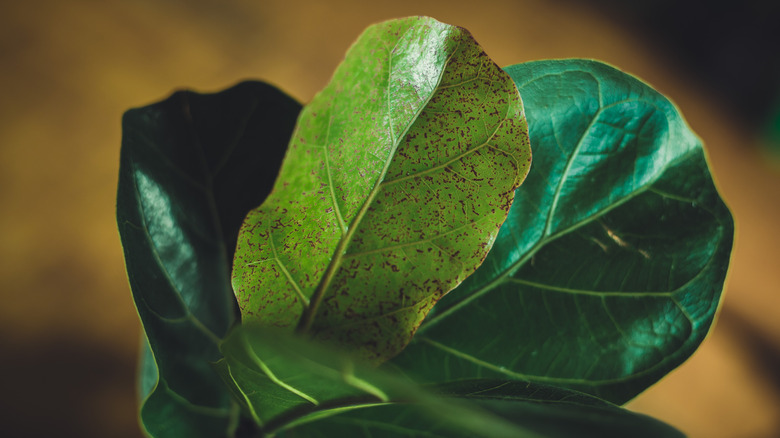 Closeup of a fiddle leaf fig showing red freckle-like spots on the leaves