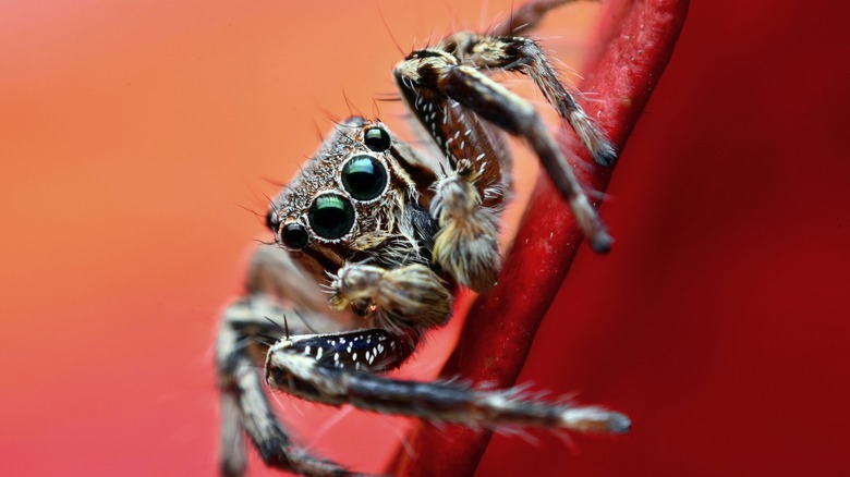 Spider closeup