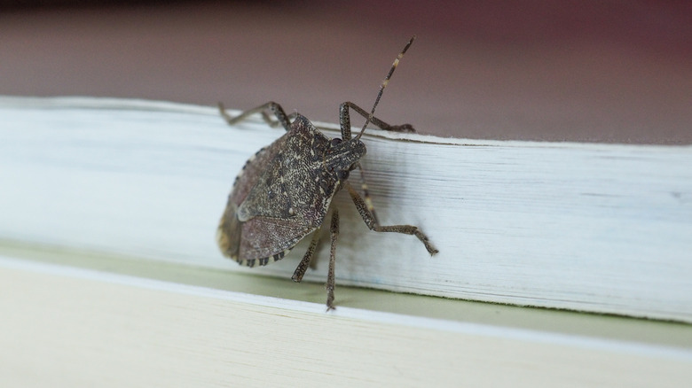 Stink bug on wall