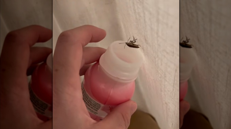 person holding pink bottle next to stink bug