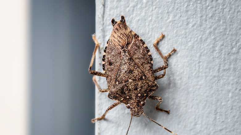 close up of a stink bug on a white surface
