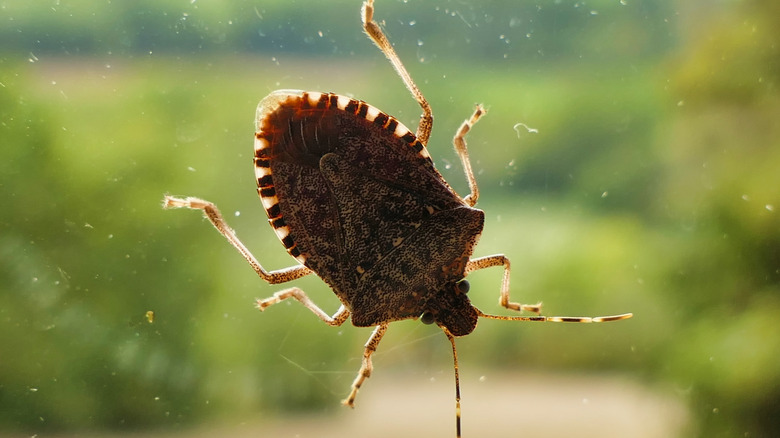 A brown marmorated stink bug on a window with greenery blurred in the background