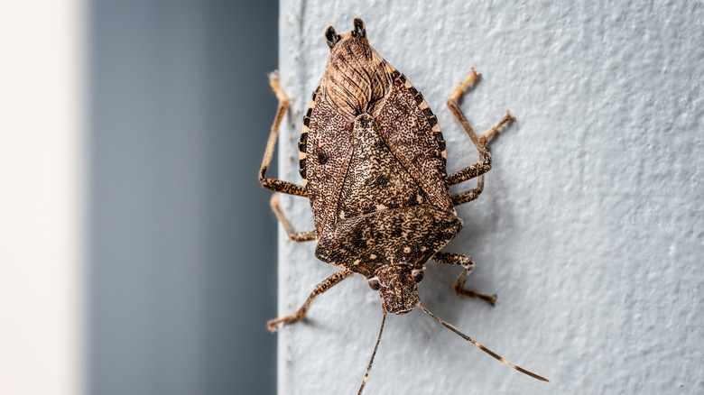 Close up of a brown stink bug on a wall