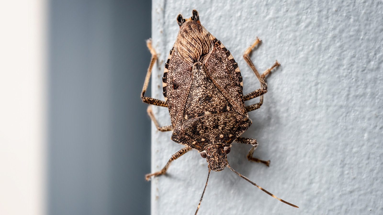 How To Get Rid Of Stink Bugs Without Using Pesticides Or Traps