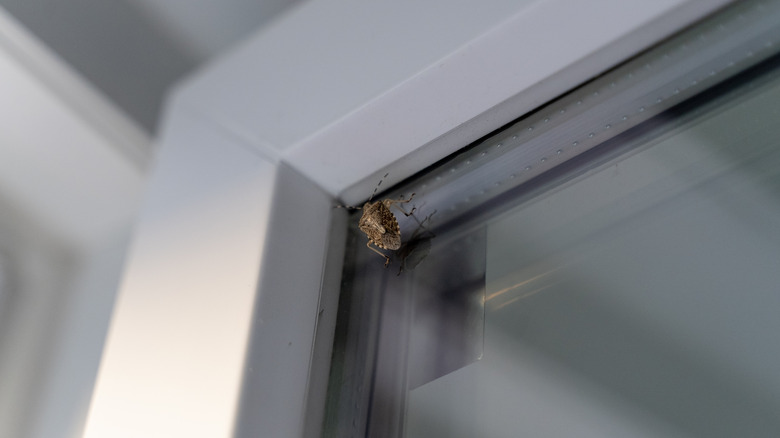 Close up of a brown stink bug crawling on a window