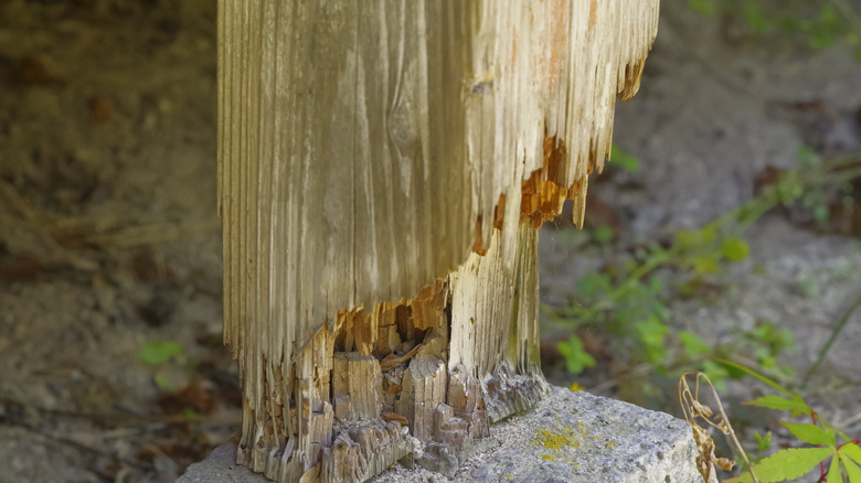 A wooden post damaged by termites
