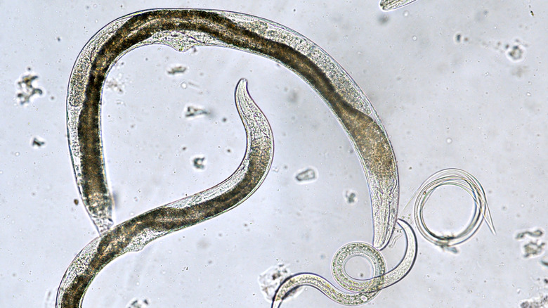 Microscope view of beneficial nematodes
