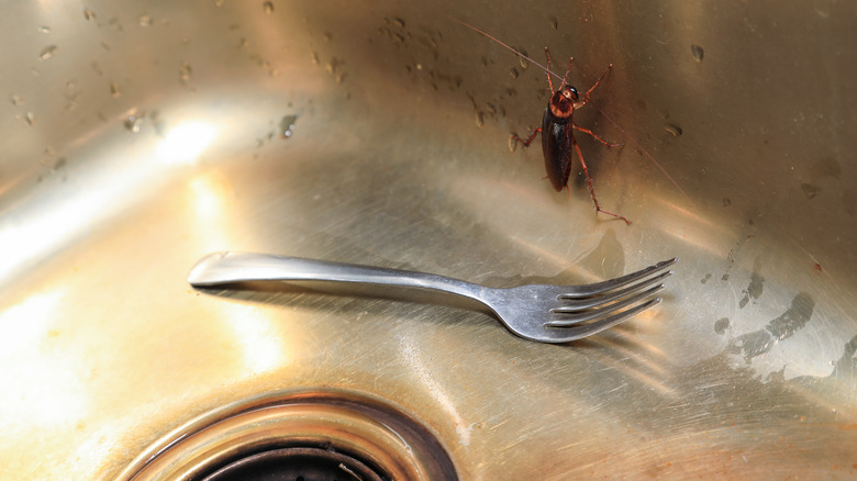 roach inside a sink 