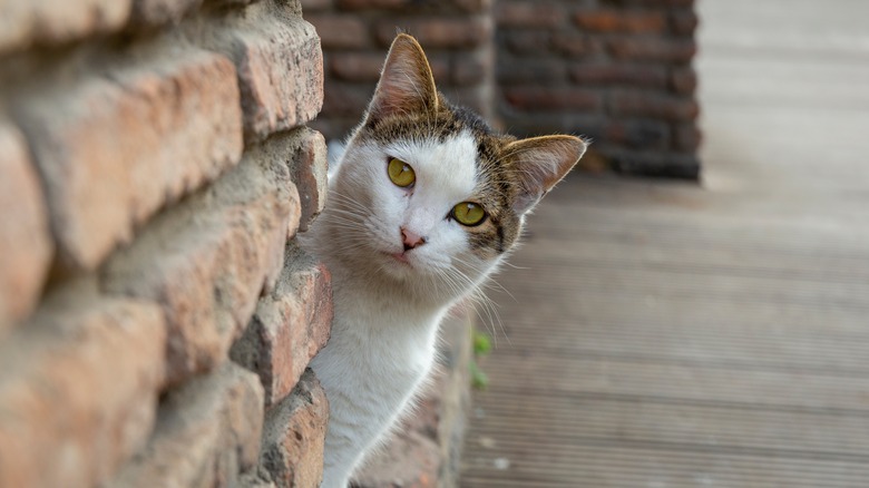 cat peaking around corner