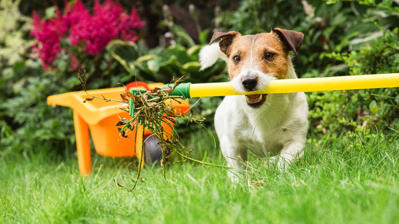 Dog helping clean up weeds