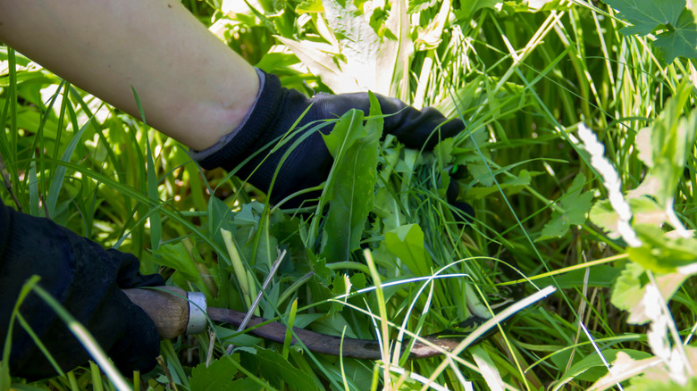 Weeding with gloves
