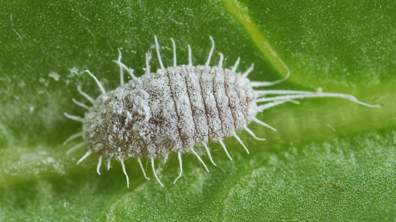 Closeup mealybug