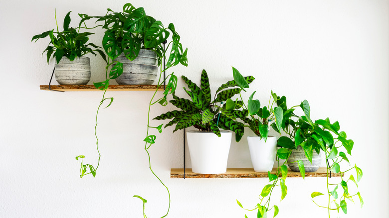 houseplants on a shelf