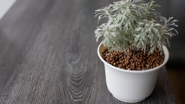 A close-up photo of green plants growing  in small white ceramic pots on a table