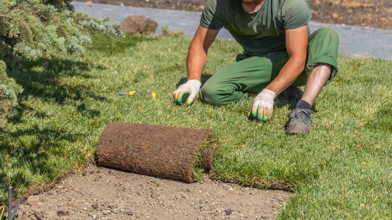 Person laying rolls of sod in a new lawn