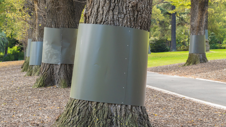 Flashing on tree trunks
