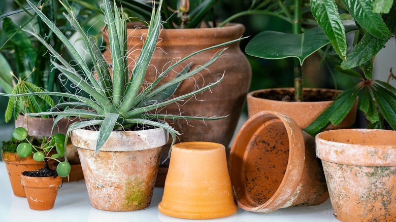 clay planters with salt deposits 