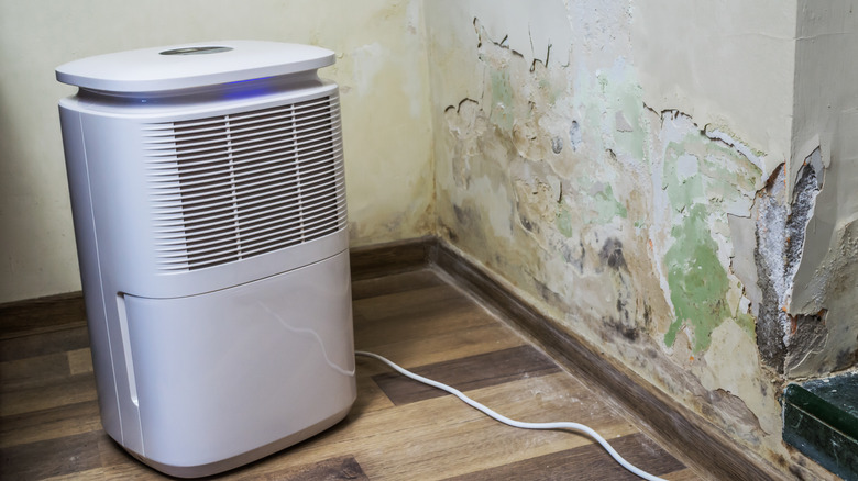 humidifier in front of mold