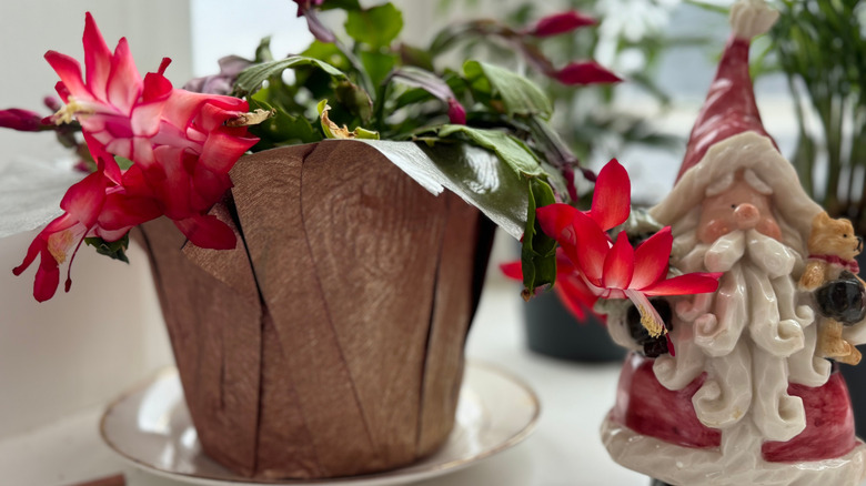 A Christmas cactus with red blooms