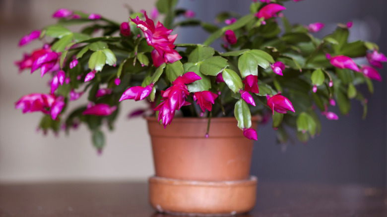 Christmas cactus plant with pink blooms in a pot