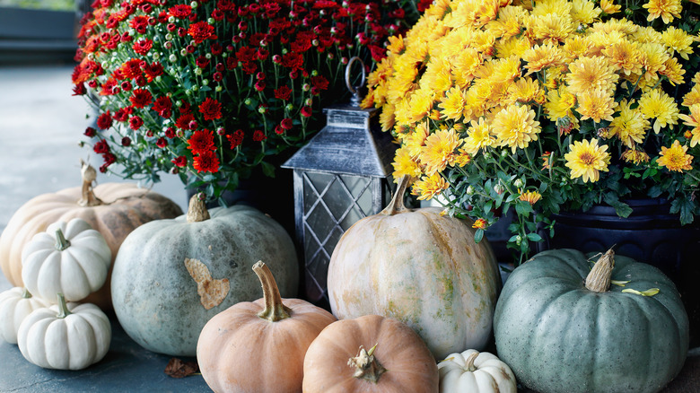 fall mum display