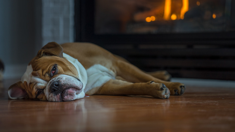 dog sleeping on hardwood floor