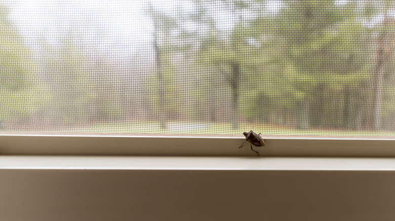 stink bug on window sill