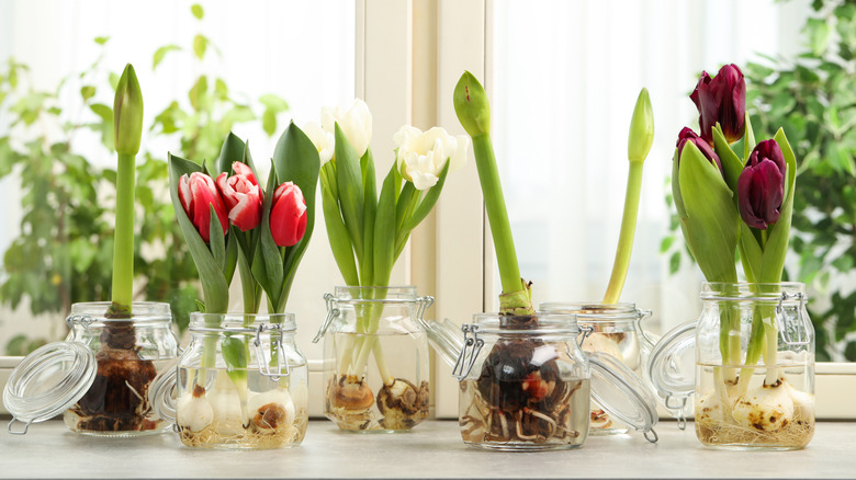 Tulips in glassware by a windowsill