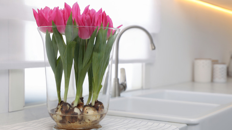 A bouquet of beautiful tulips with bulbs on a countertop in a kitchen
