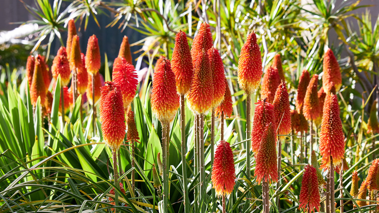 Bright red-orange aloe blooms